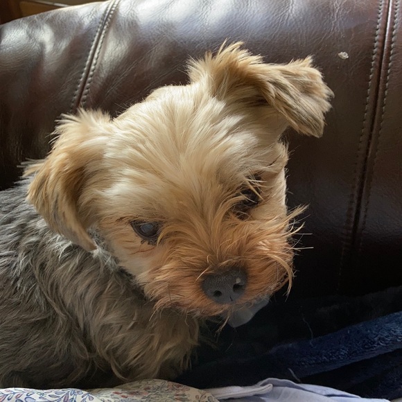 Meet your Posher, Donna - Picture 1 of 2